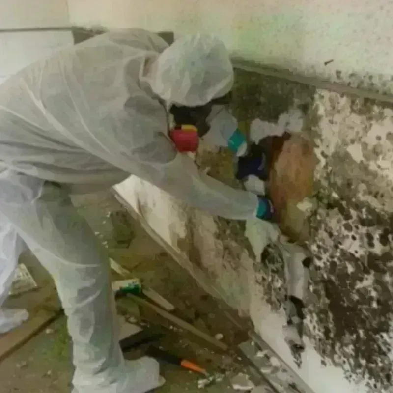 Mold Remediation and Removal in Edgemere, NY